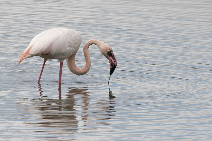 Fenicottero saline comacchio