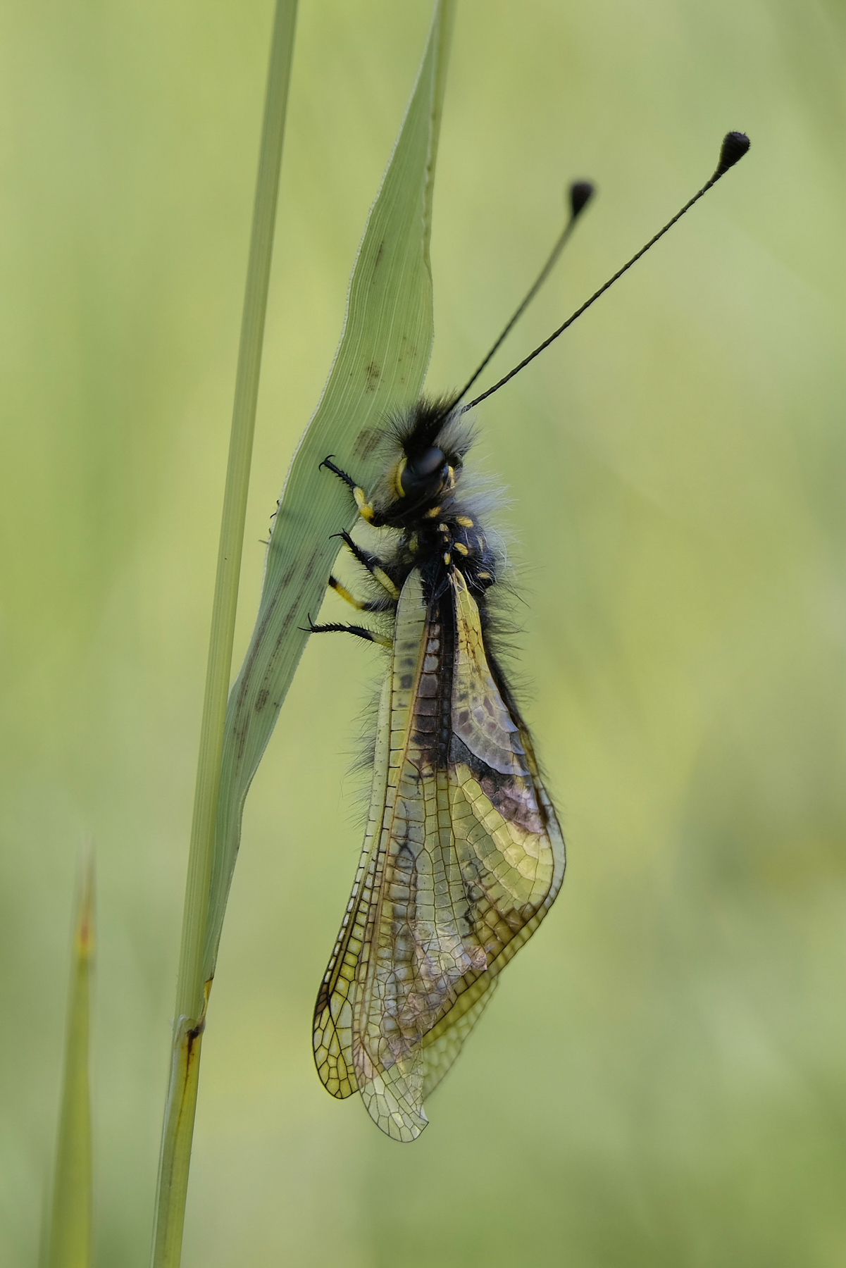 Libelloides coccajus