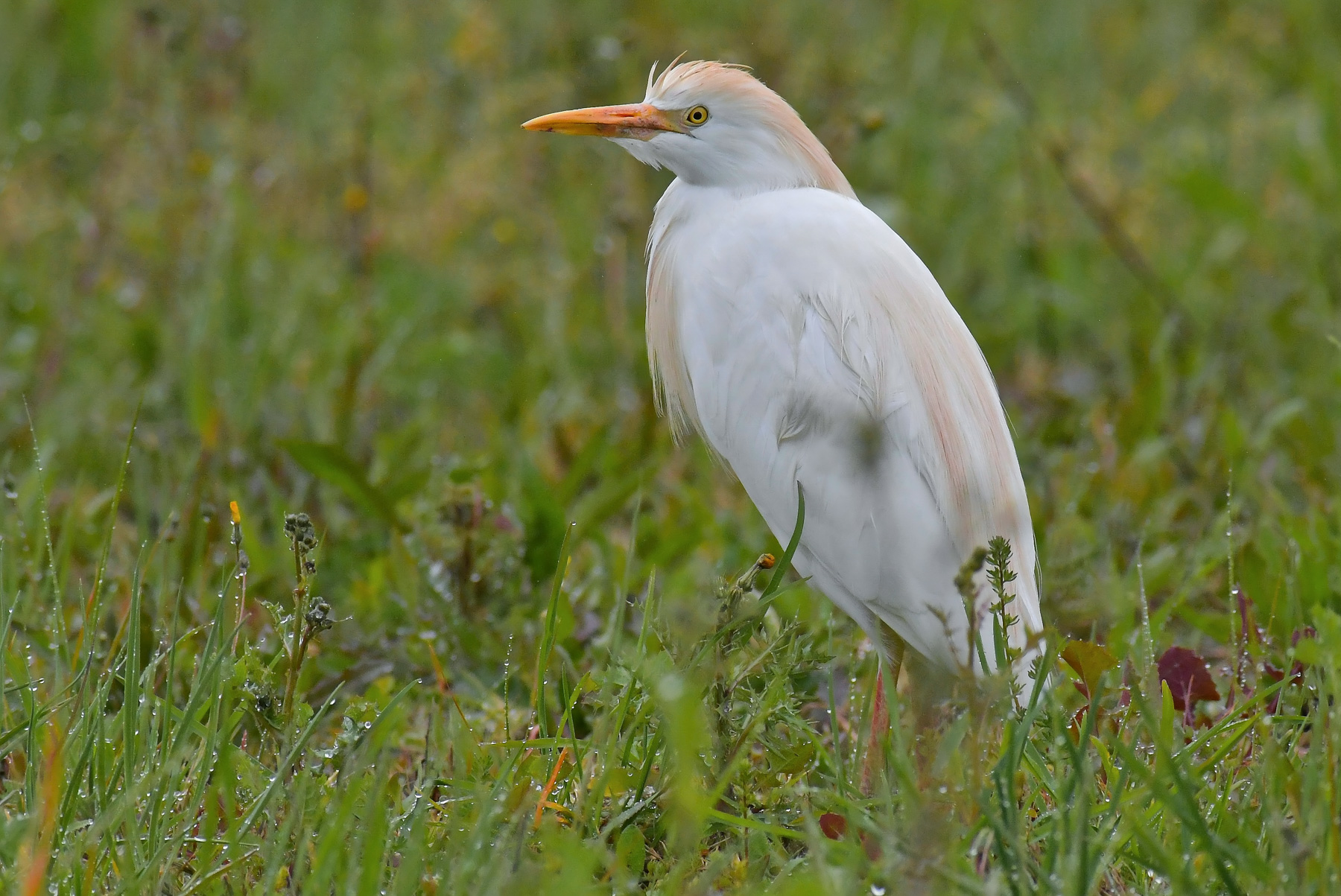 Guardabuoi nella pioggia
