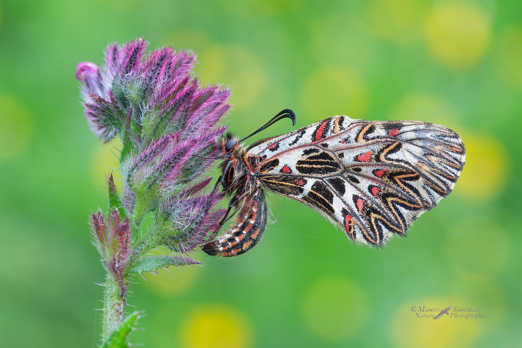 Zerynthia-cassandra_DSC05988