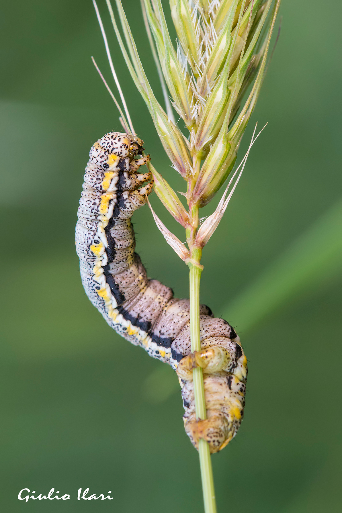 da grande sar� farfalla