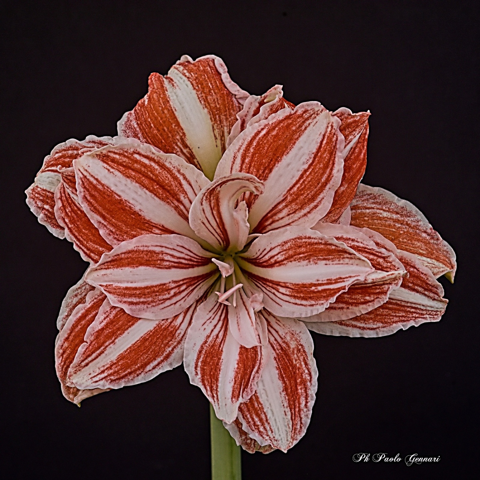 Amaryllis
