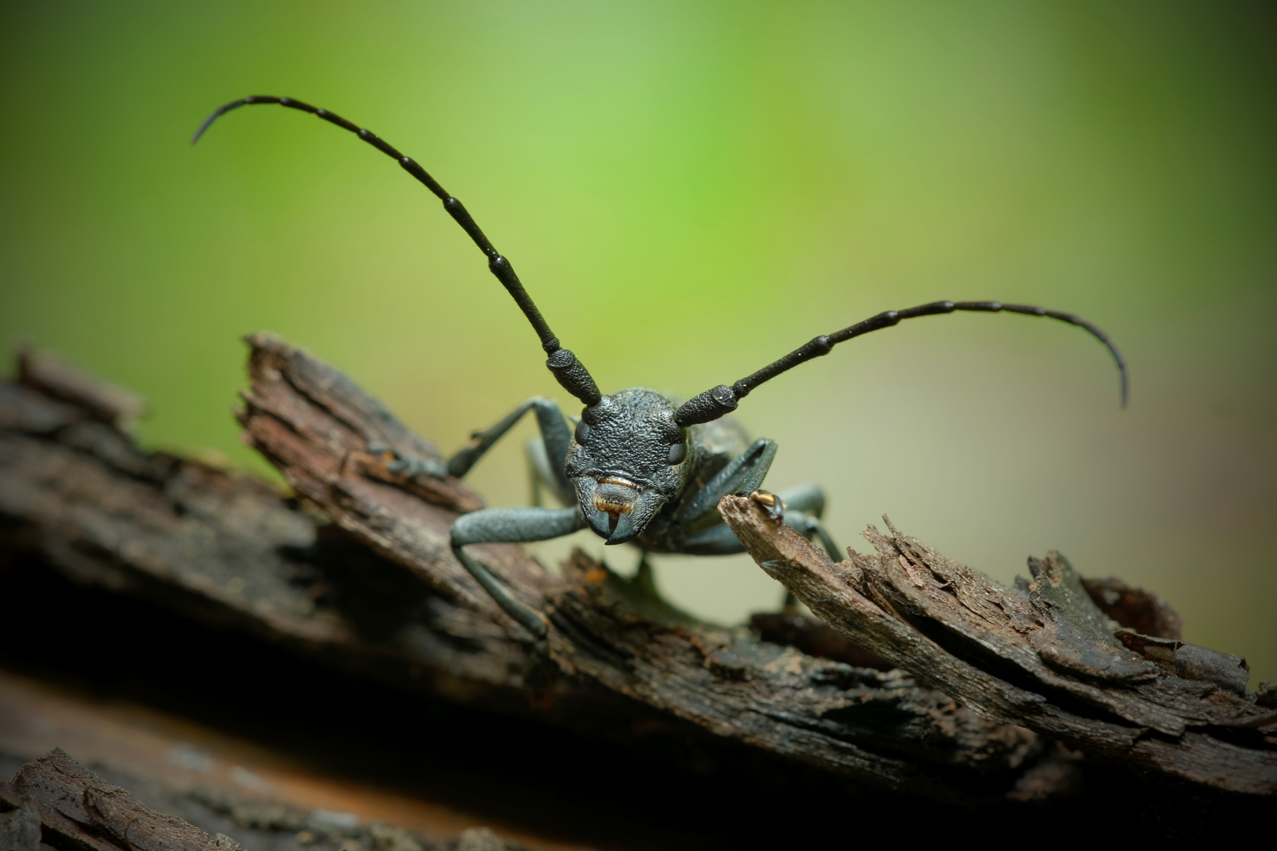 Cerambice "Lamia textor"