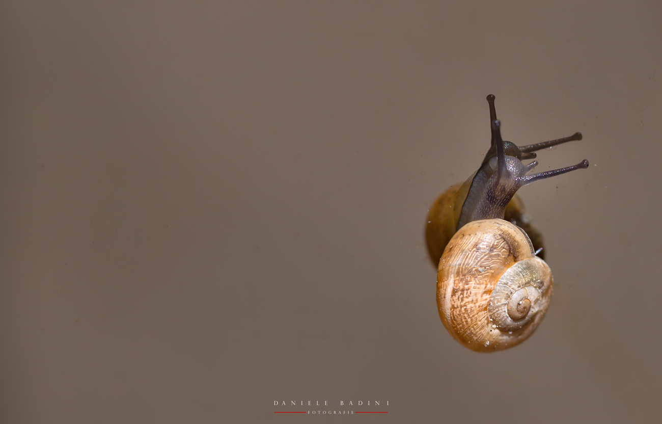 lumachina allo specchio