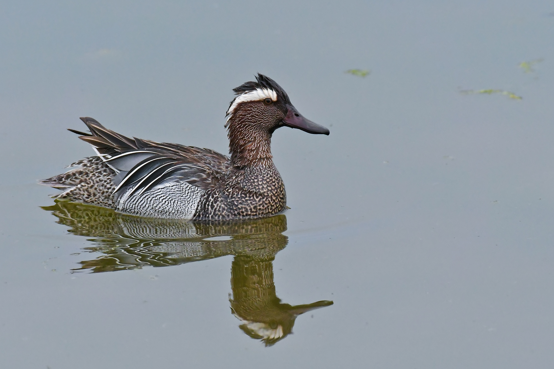 Marzaiola nel grigio