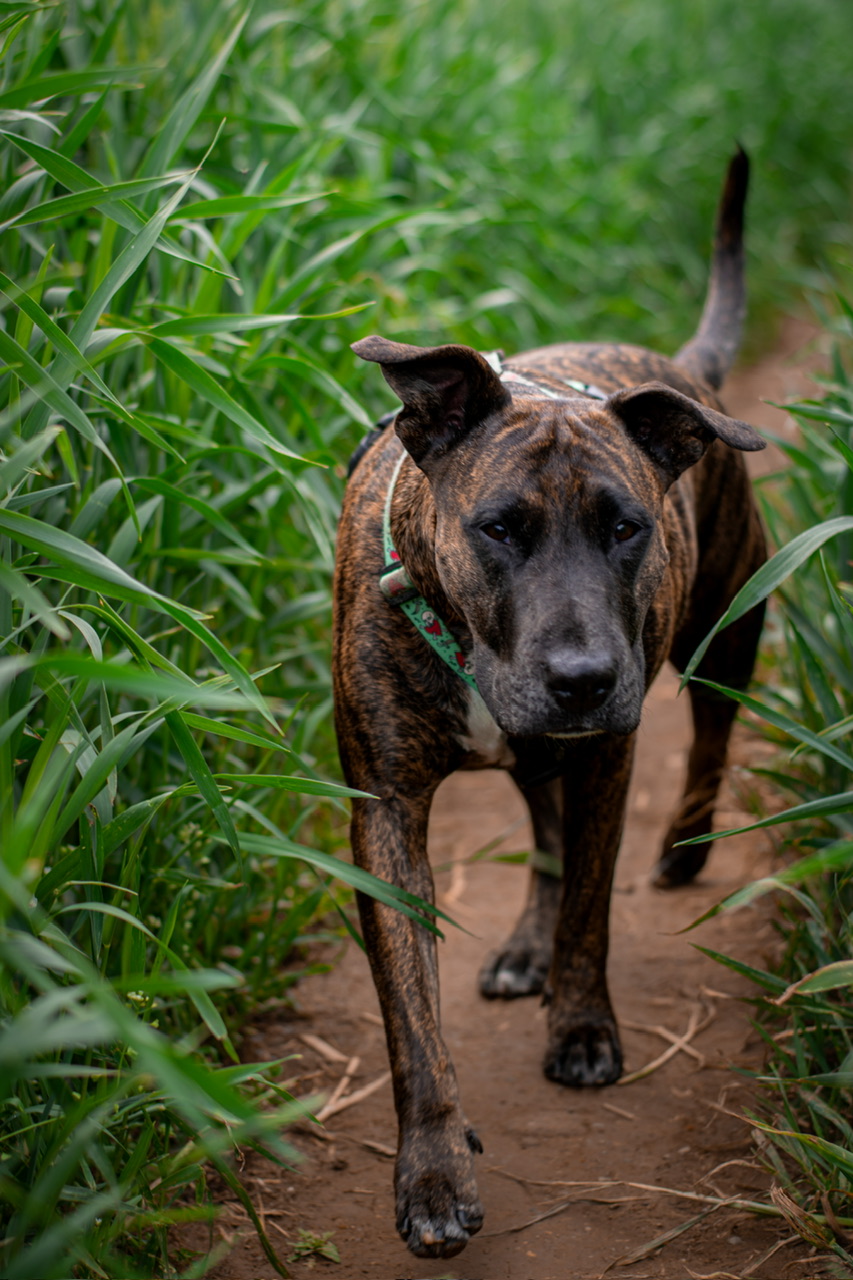 La mia piccola tigre