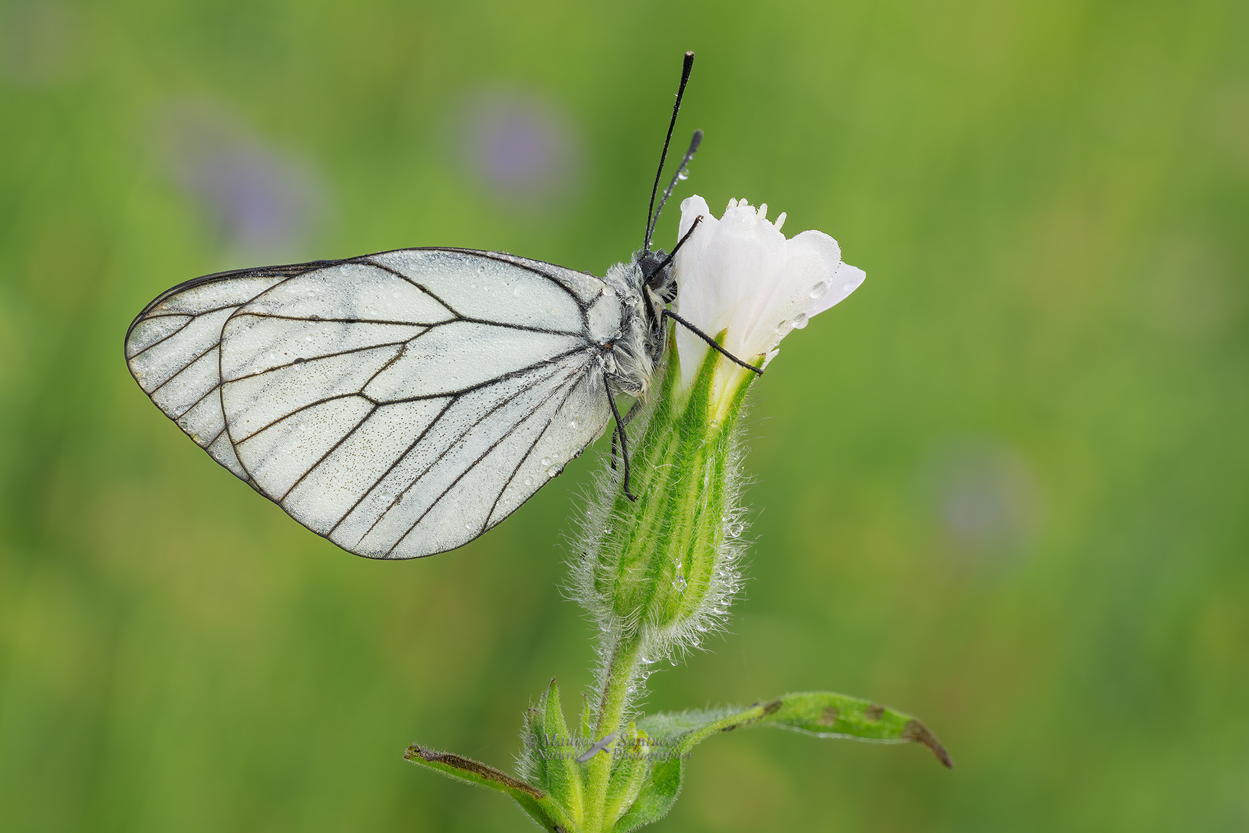 Aporia-crataegi_DSC06840