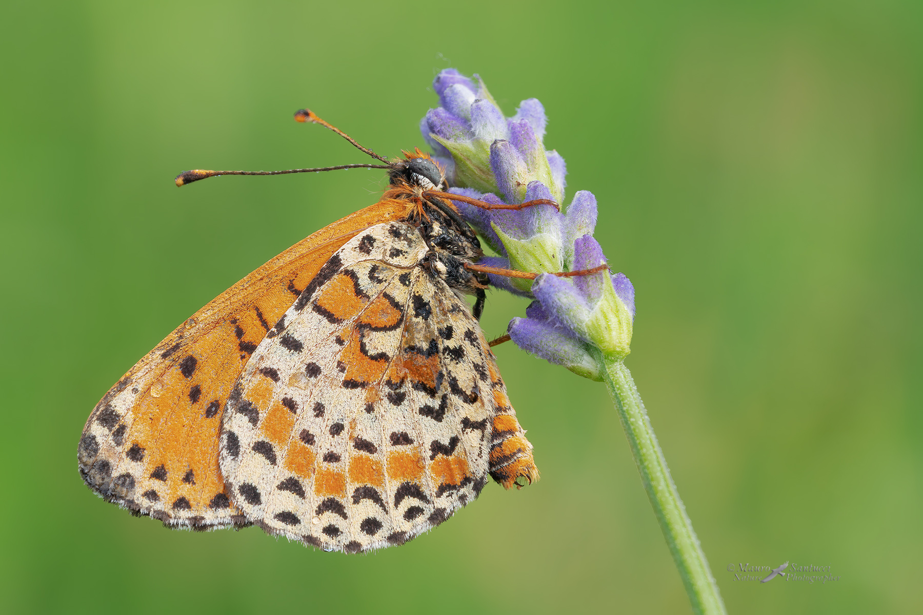 Melitaea-didyma_DSC06986
