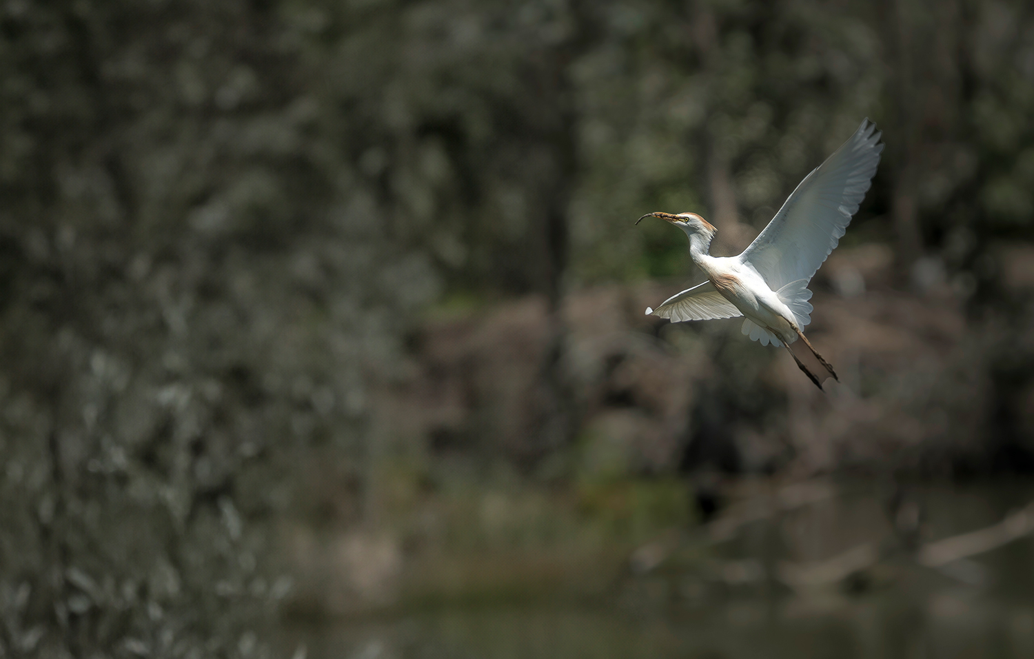 Costruzione del nido