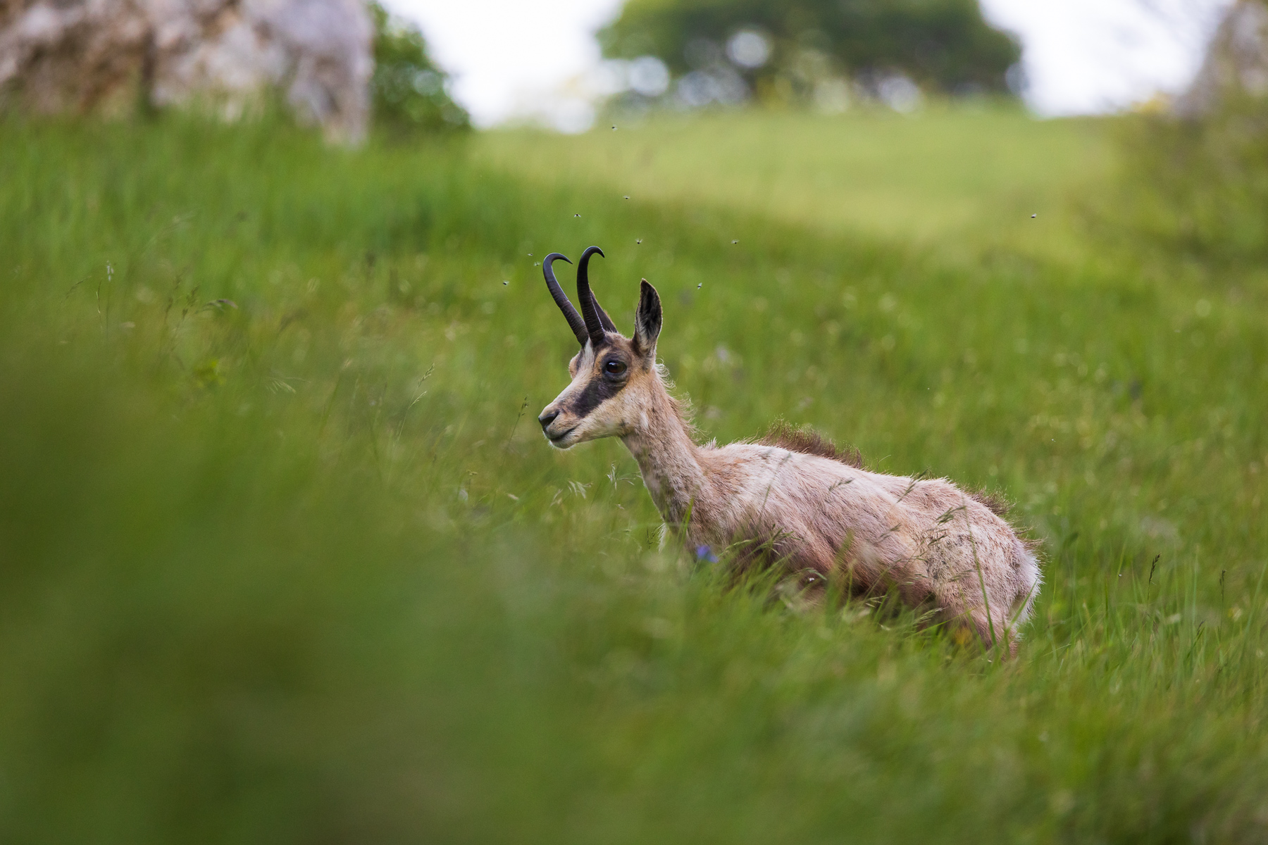 Camoscio della Grignetta