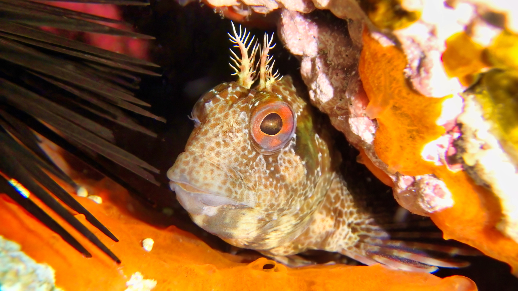 Parablennius gattorugine