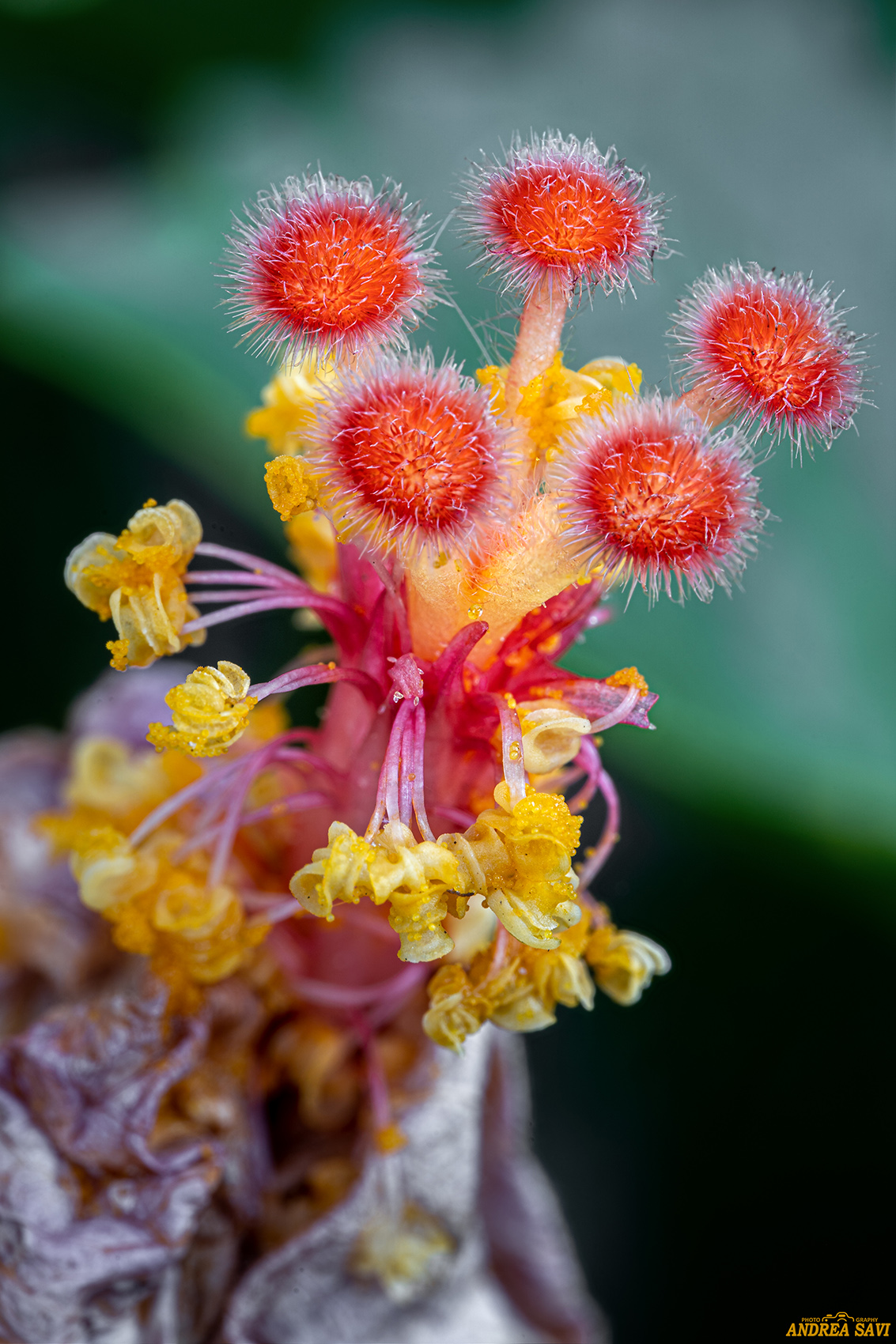 Particolare Ibisco Siculo...2