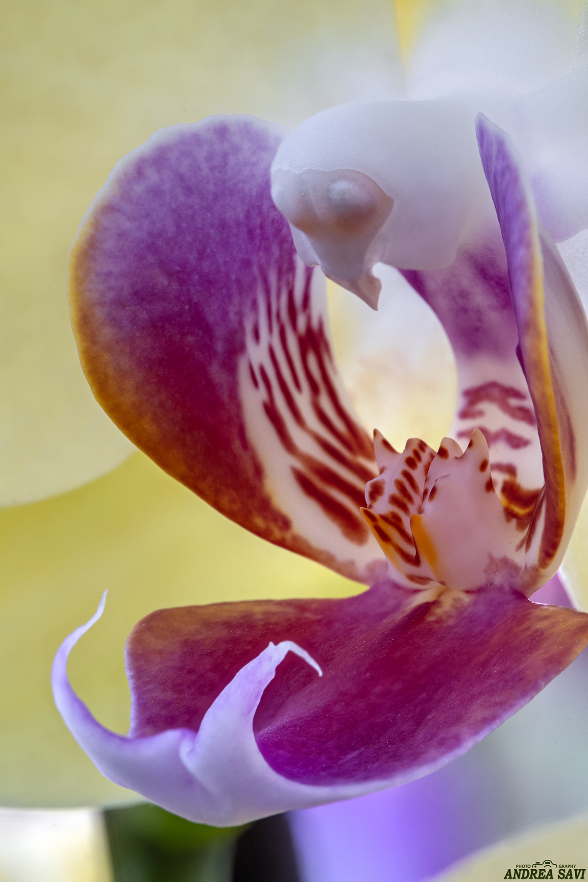 Particolare Orchidea...1