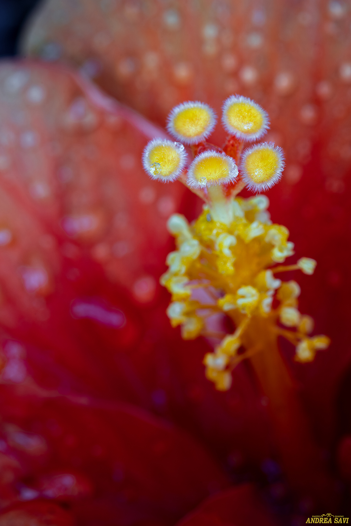 Particolare Ibisco Siculo...3