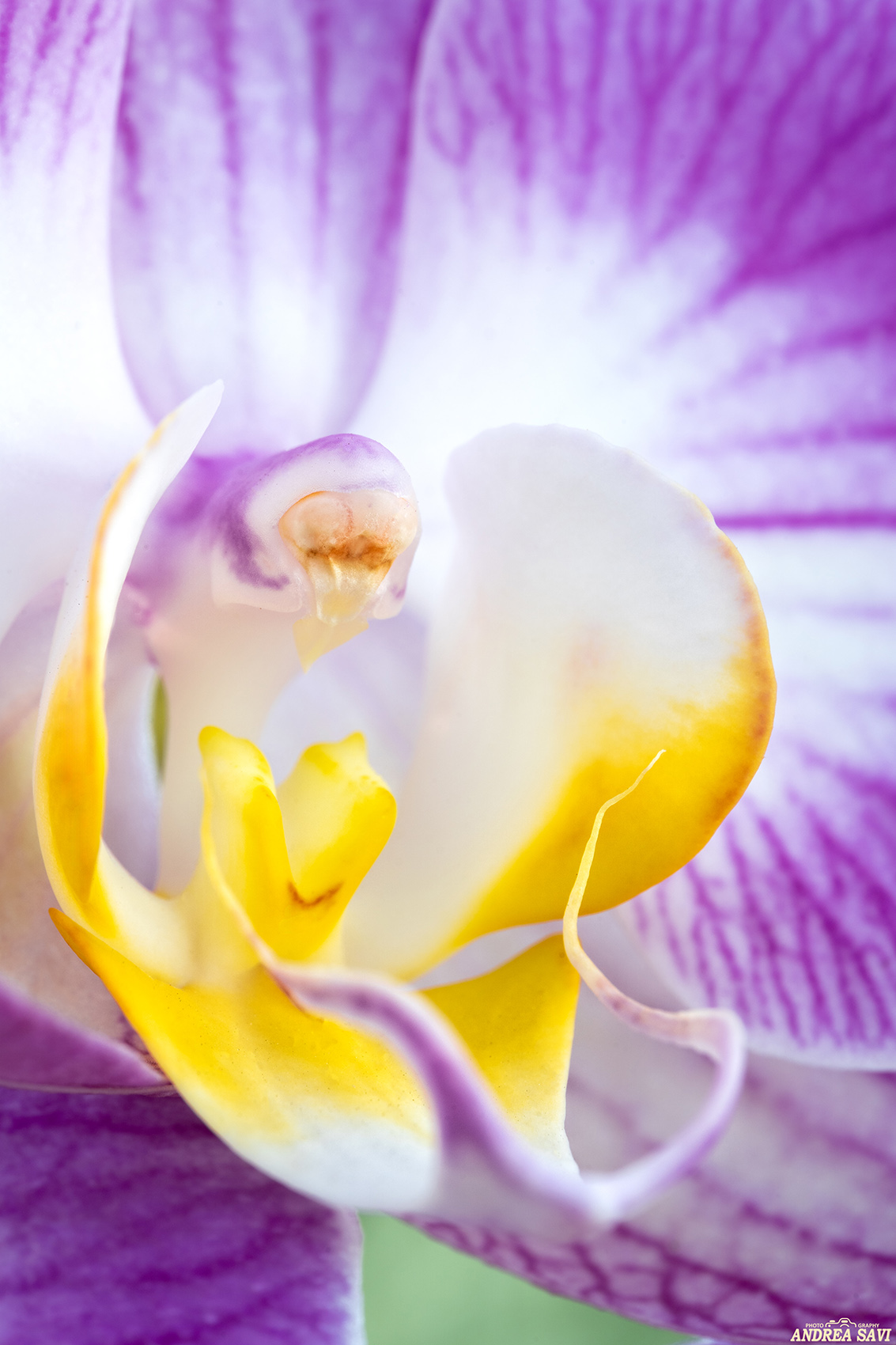 Particolare Orchidea...2