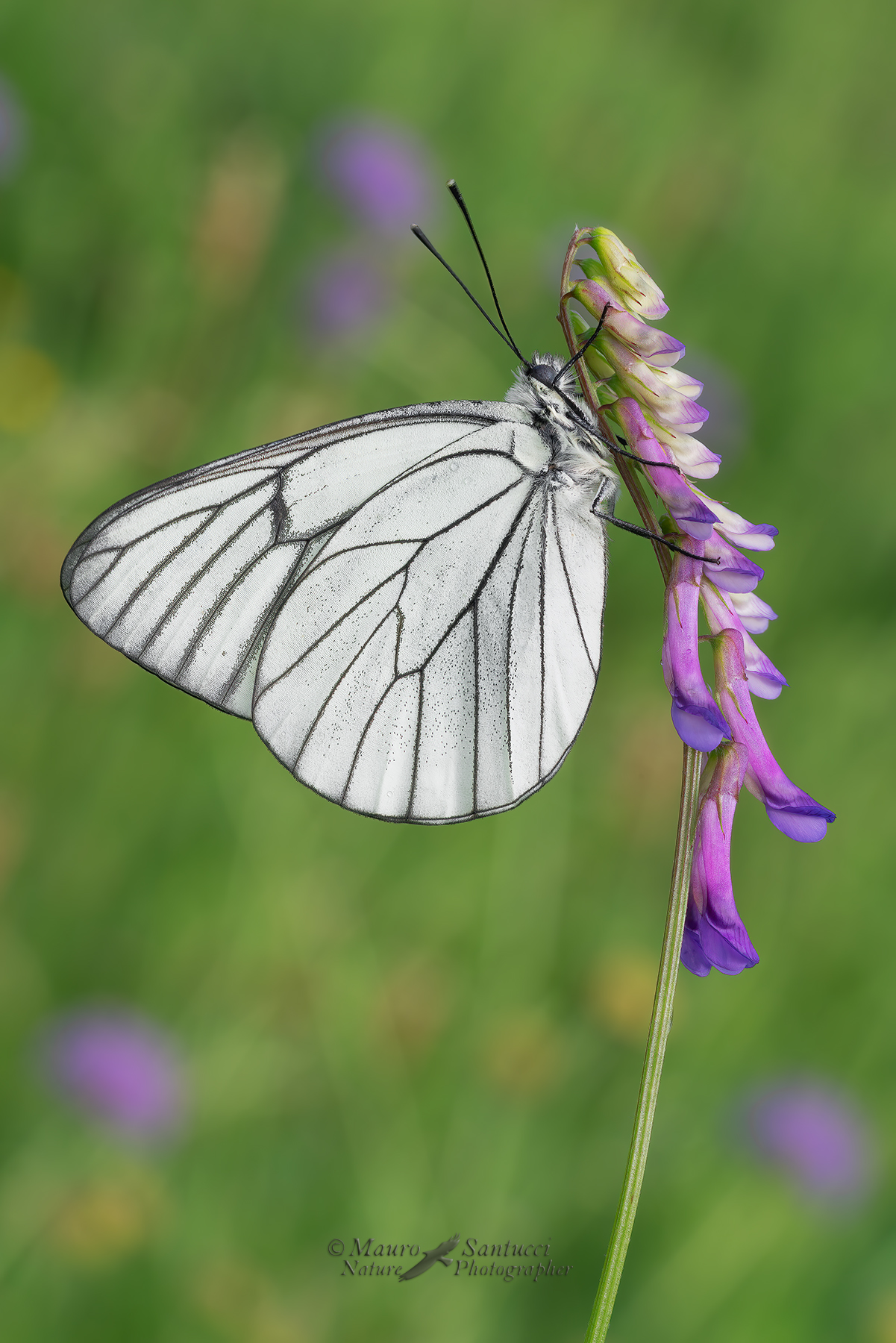 Aporia-crataegi_DSC06987