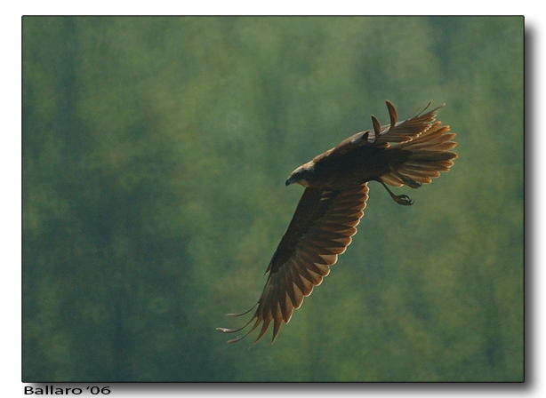 Falco di Palude a caccia