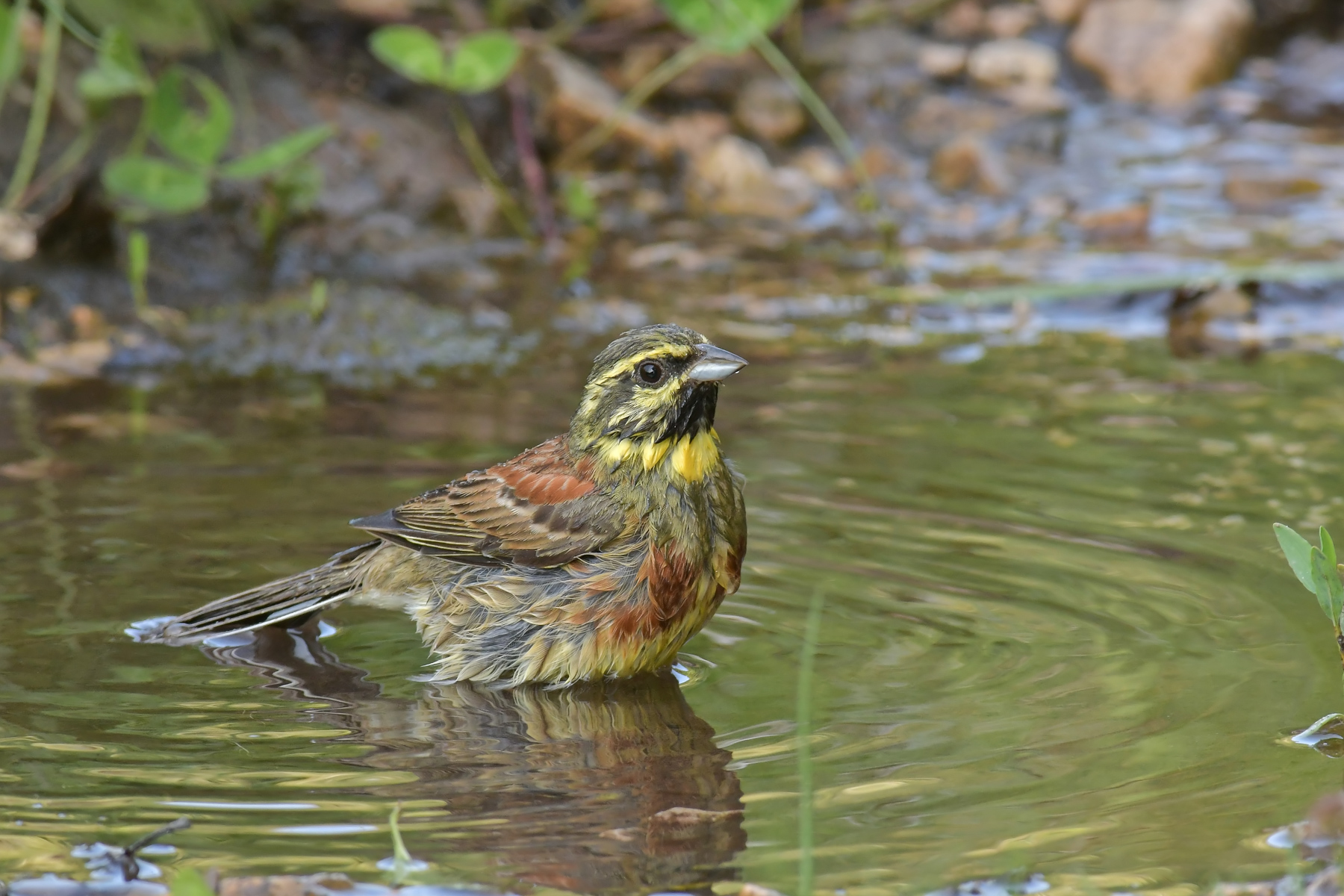 Zigolo nero al bagno