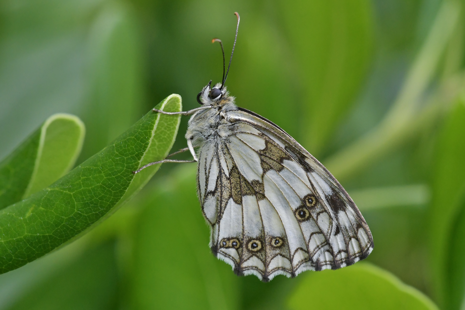 Melanargia galathea in riposo