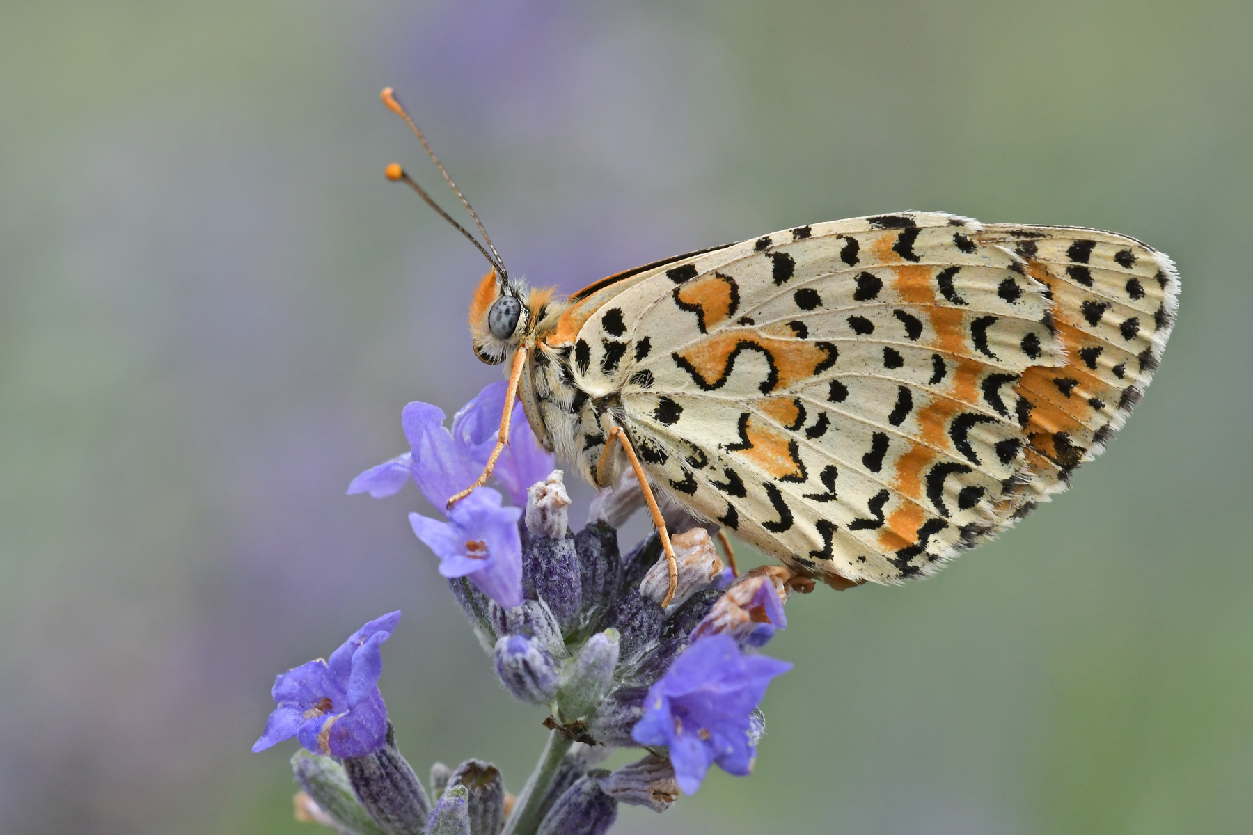 Melitaea didyma