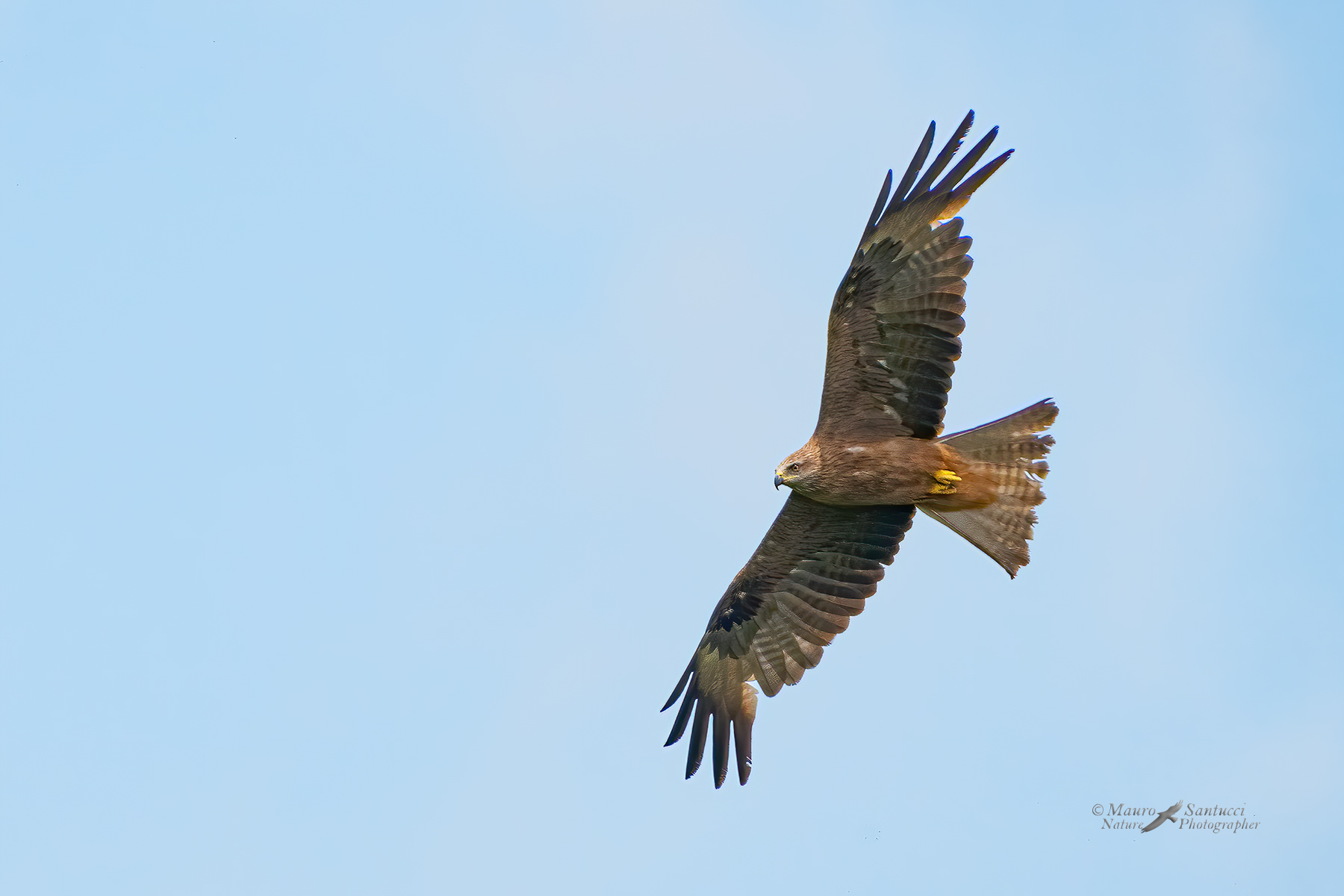 Nibbio-bruno_DSC07862