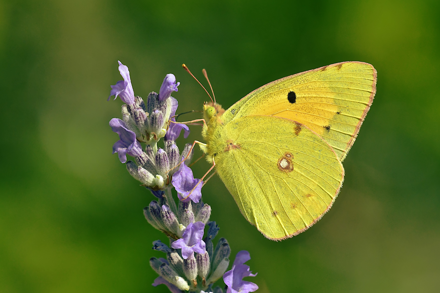 Colias crocea in alimentazione