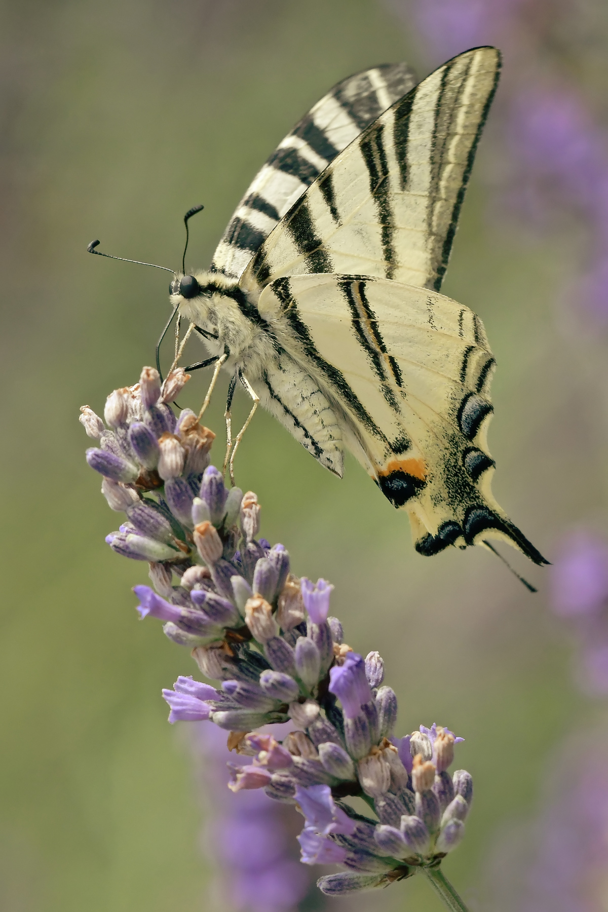 Podalirio in alimentazione