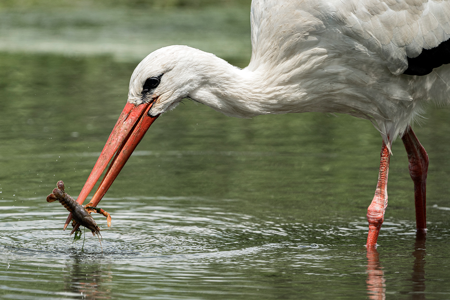 Cicogna con gamberetto