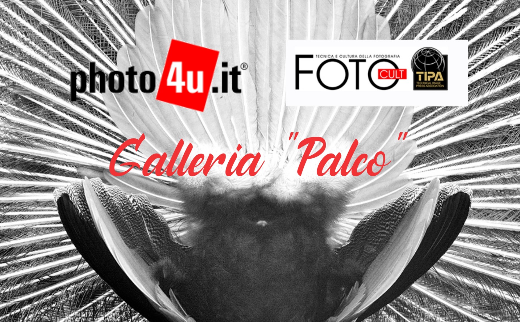 Galleria Palco photo4u e FOTO Cult