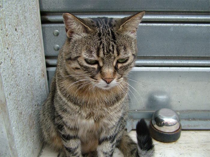 gatto depresso