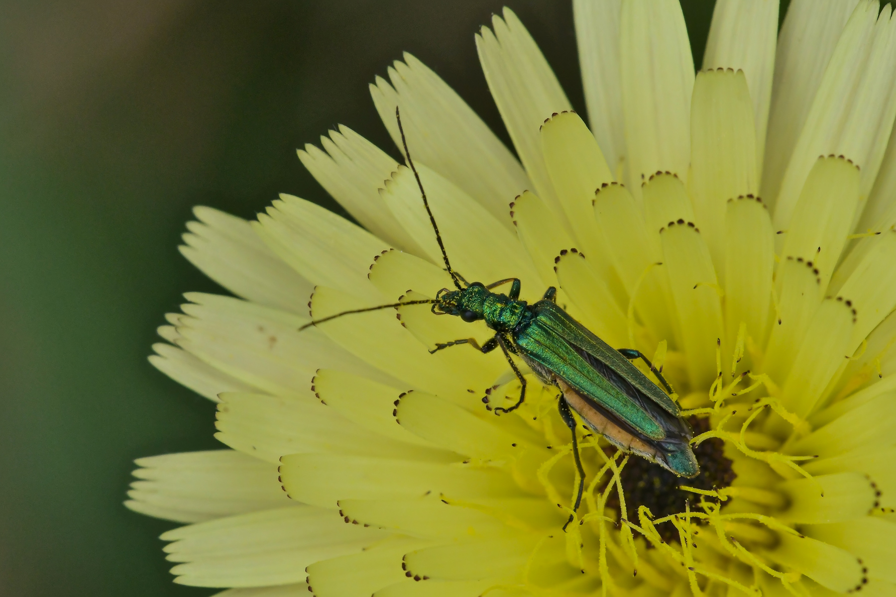 Oedemera virescens