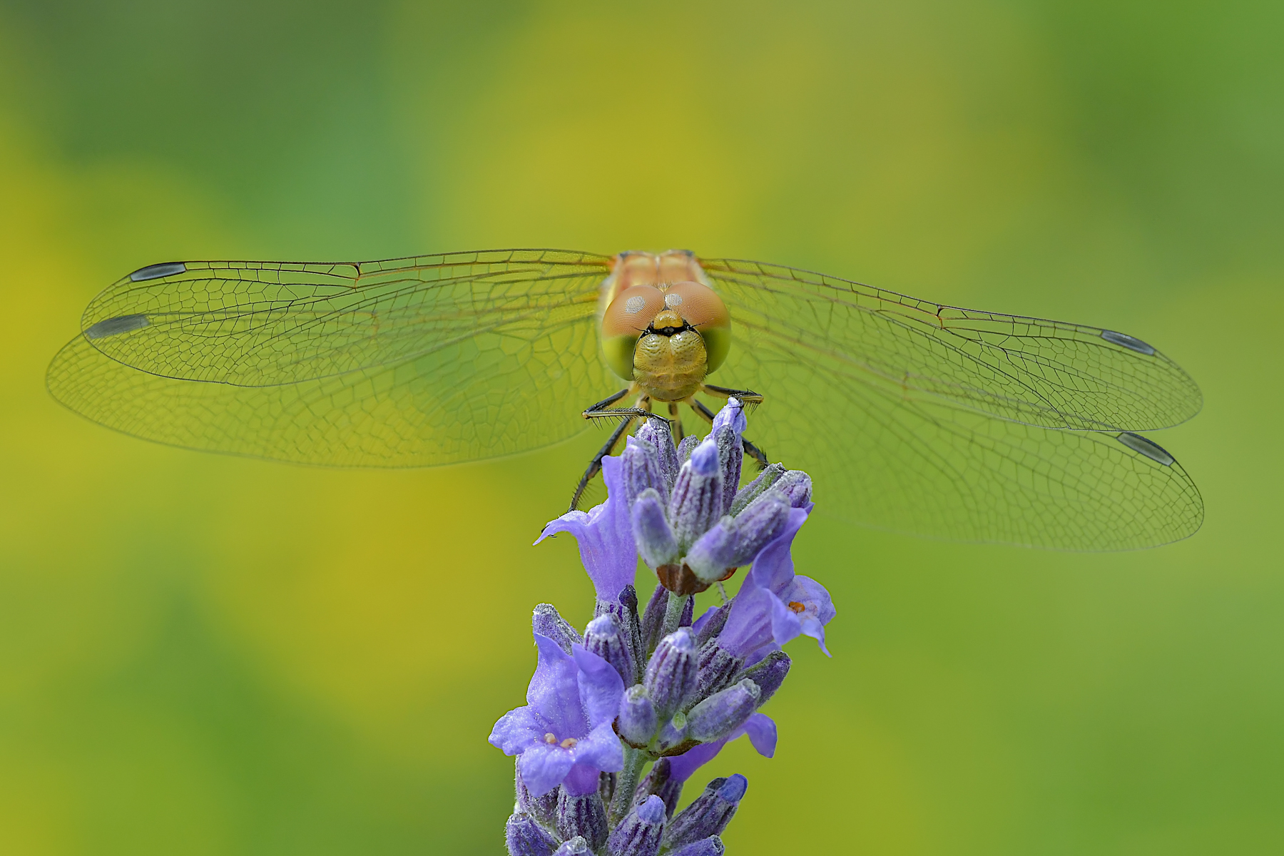 Sympetrum su lavanda