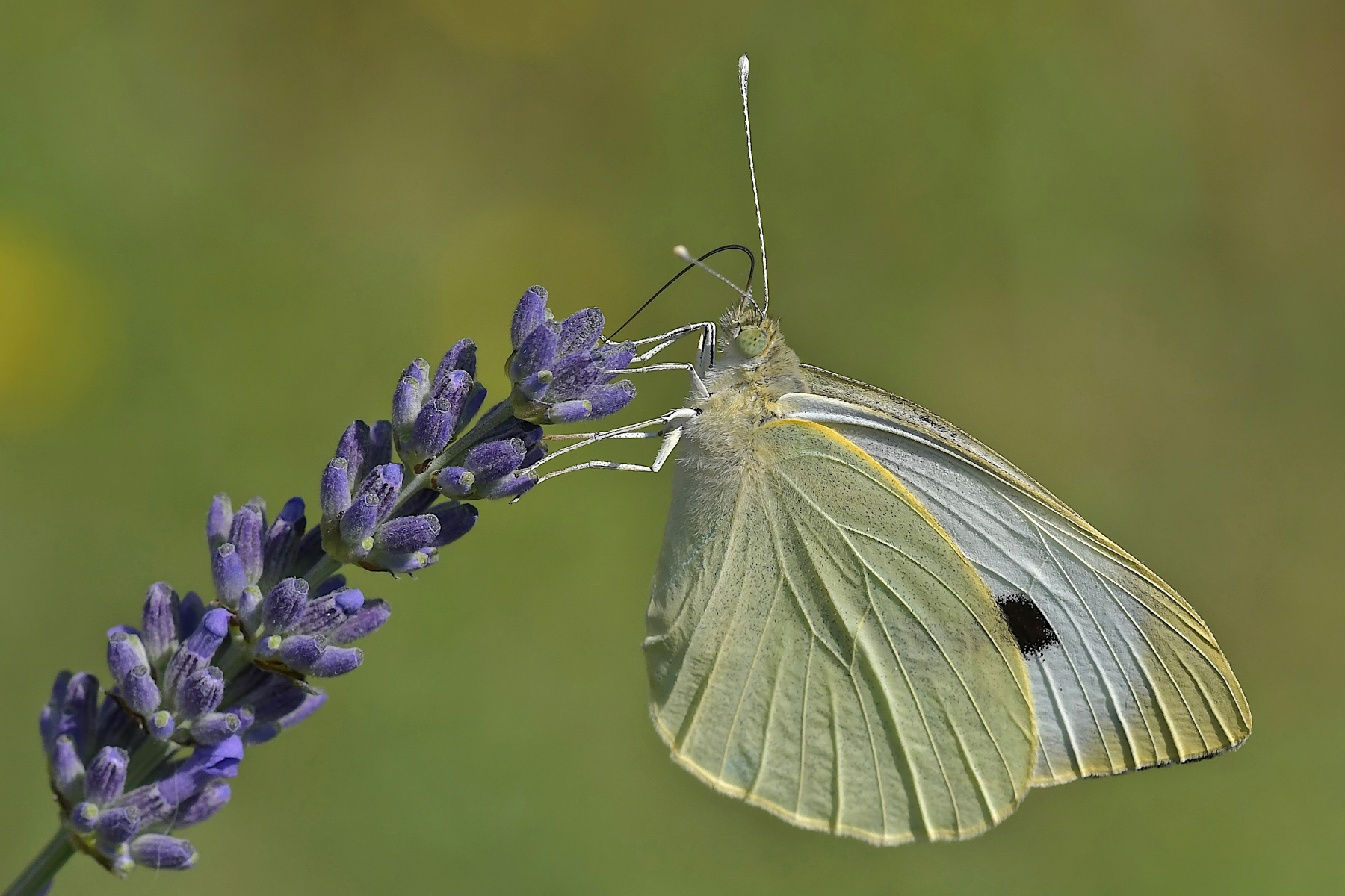 Pieride in alimentazione