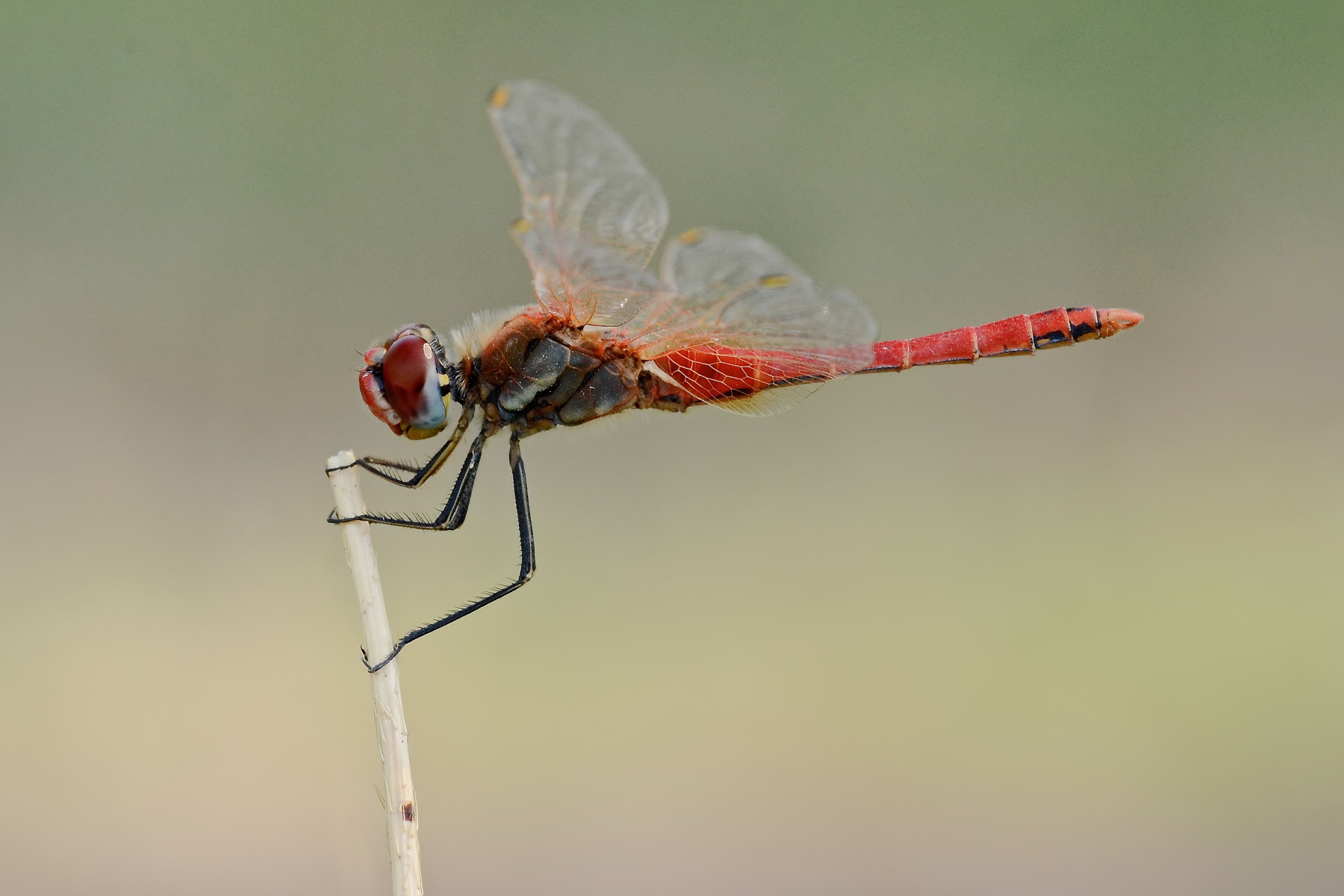 Sympetrum