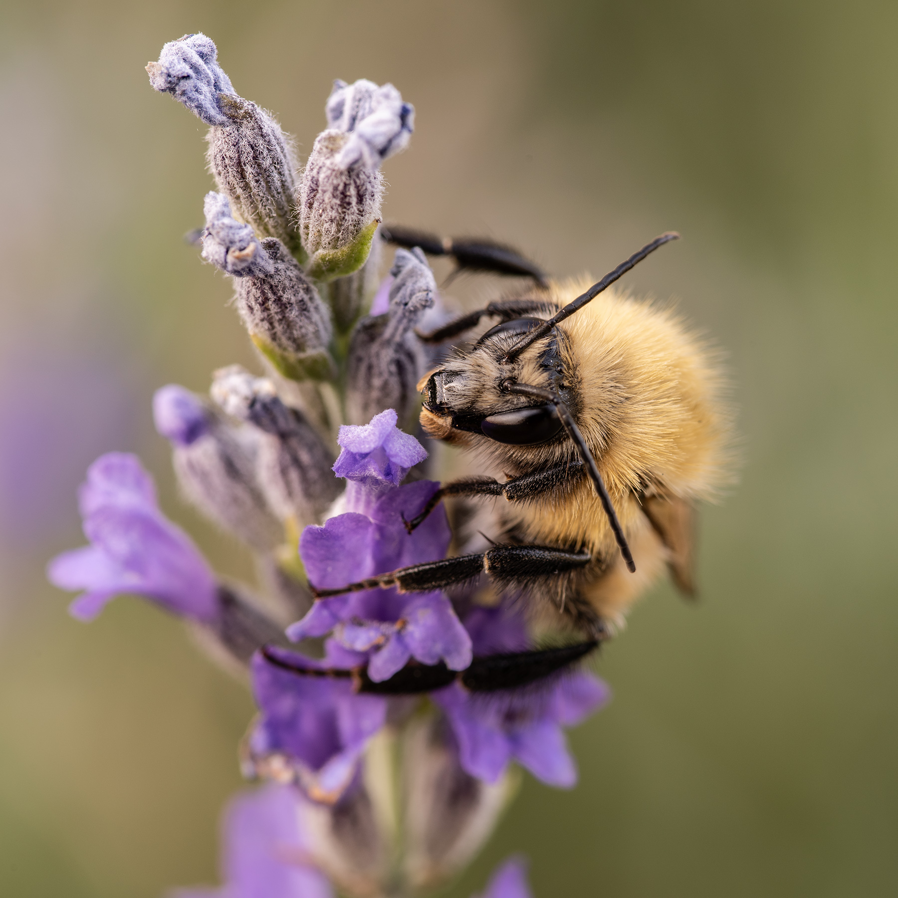 Macro Quad Lug2023_1