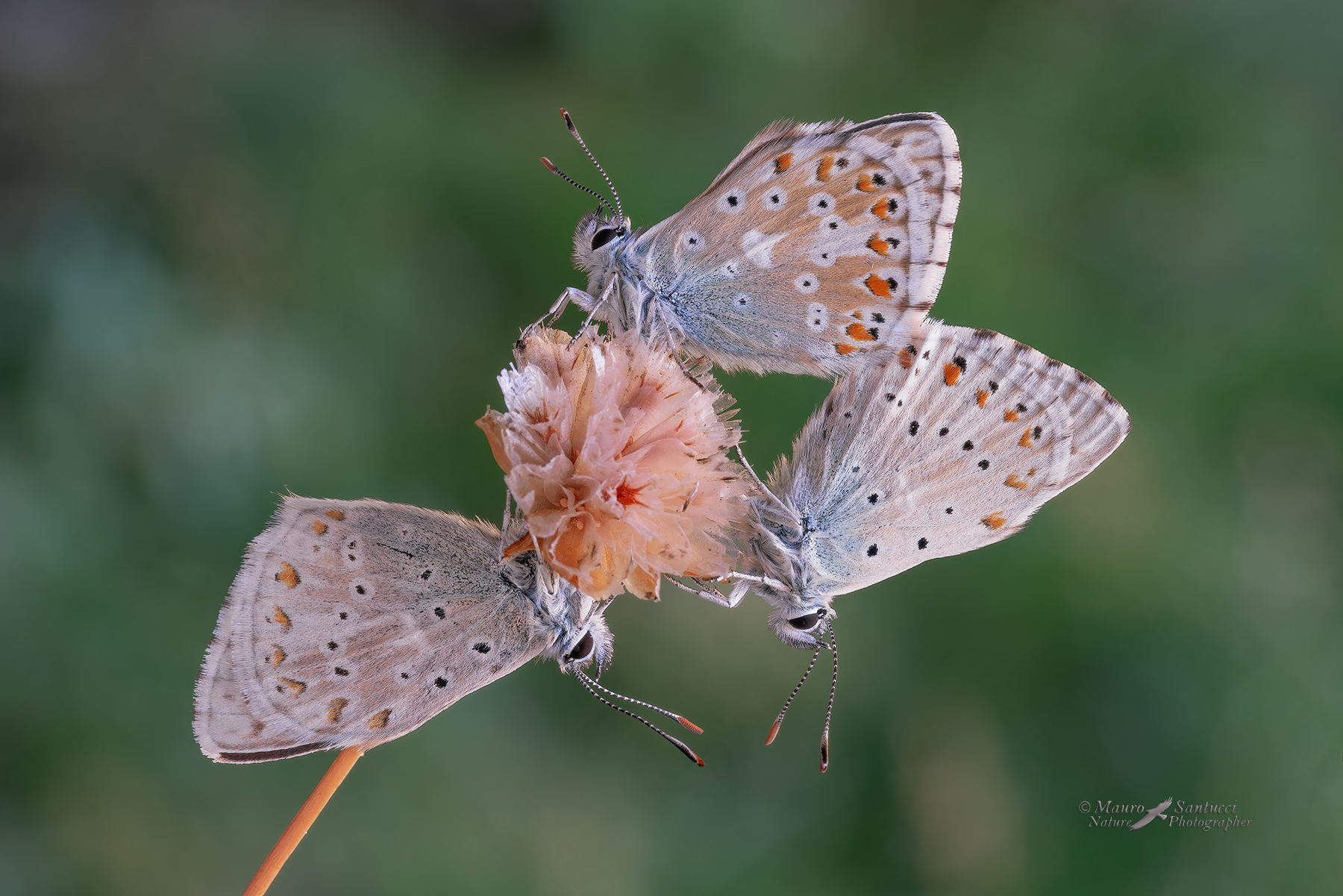 Polyommatus-dorylas_tripletta_DSC08436