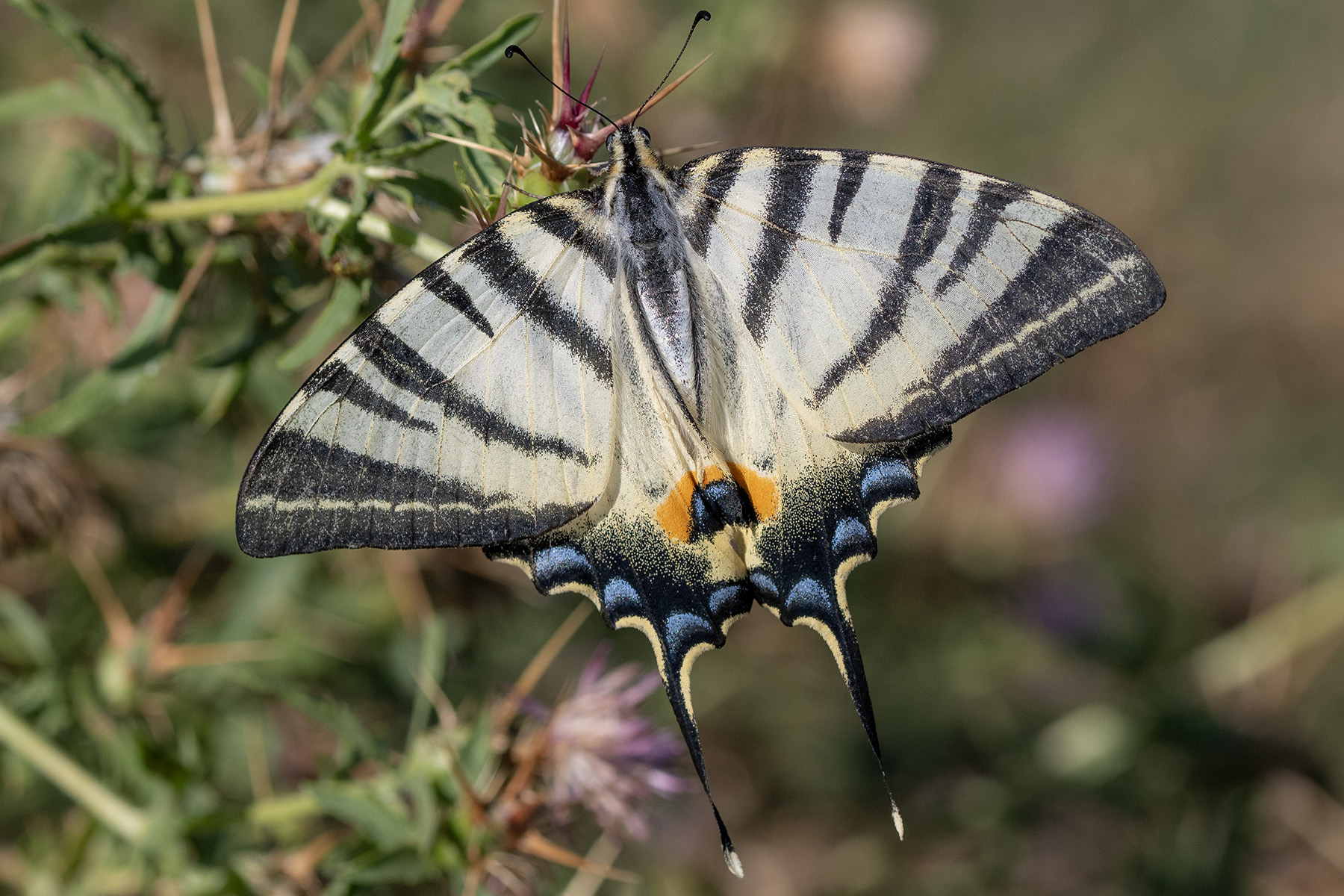 Podalirio_Macro_Ago2023_3