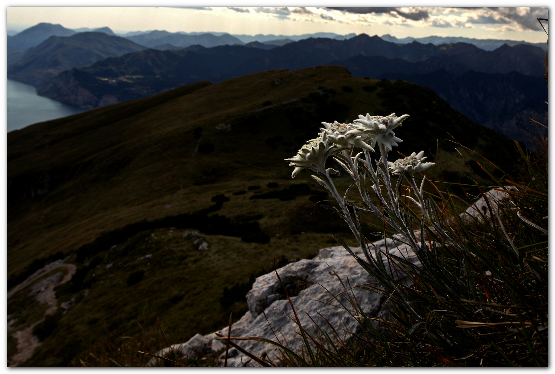 Edelweiss