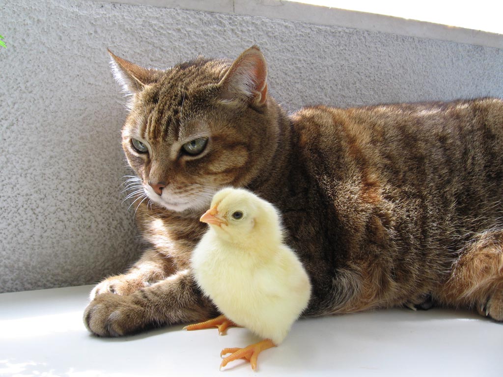 Specie a confronto ;-)