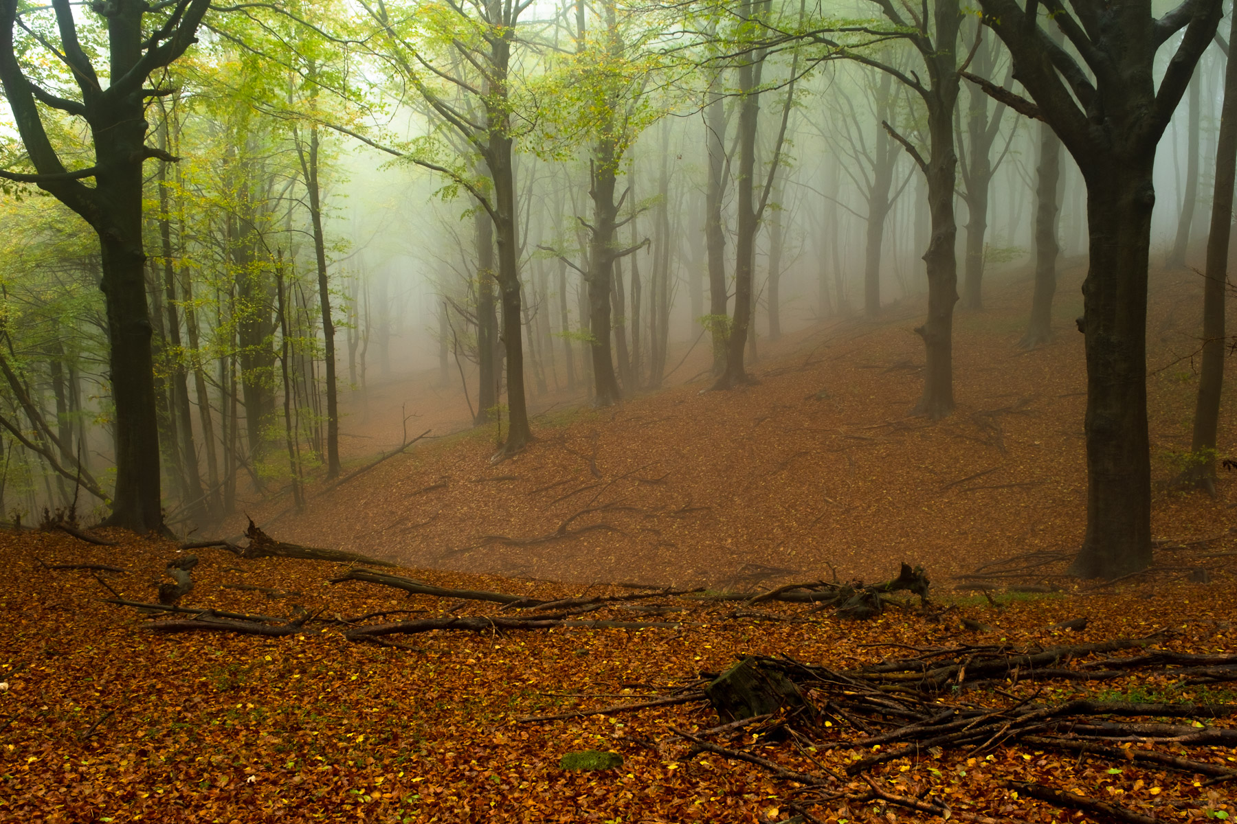 Faggeta d'autunno