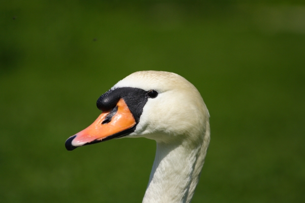 Cigno