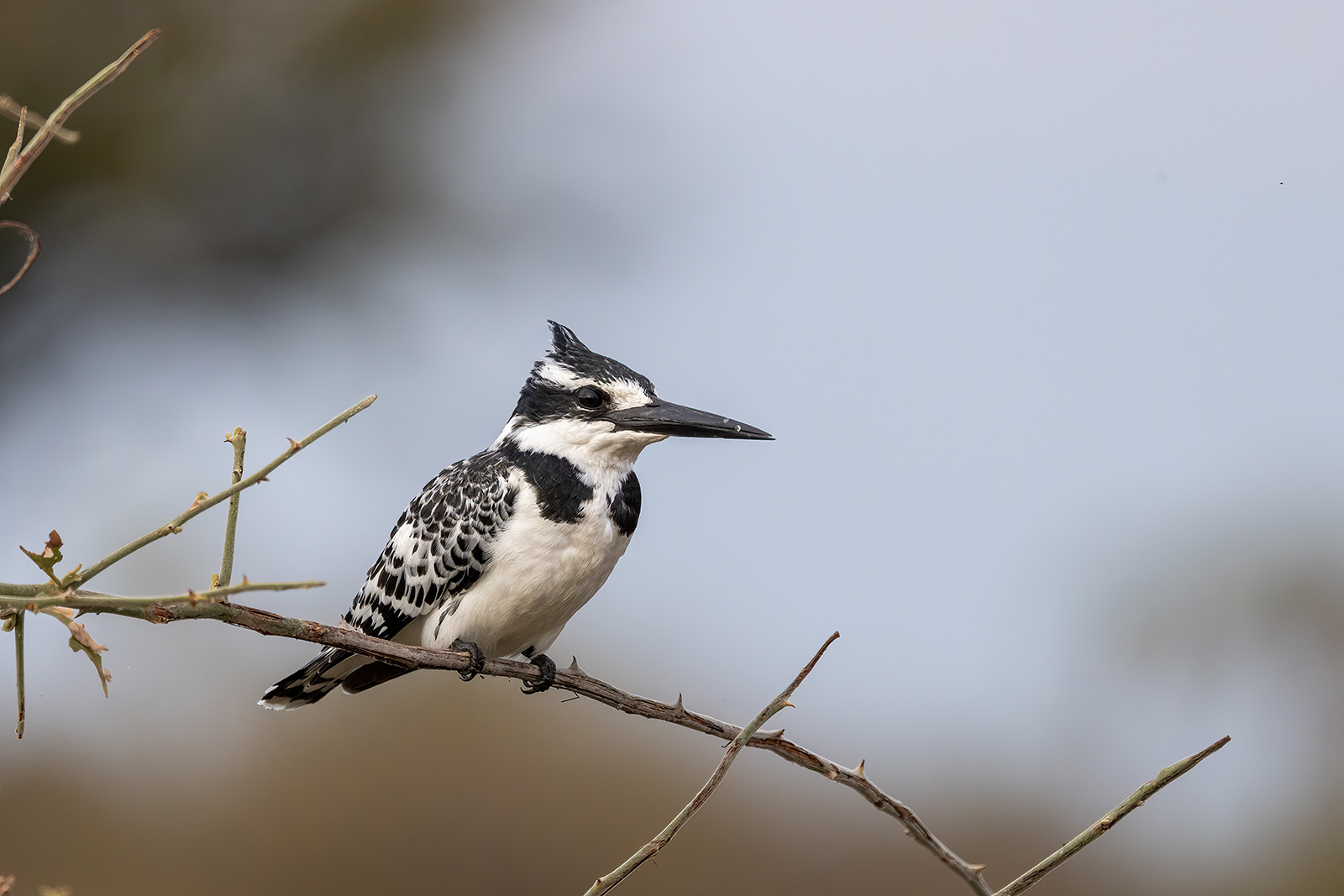 Martin pescatore bianco e nero