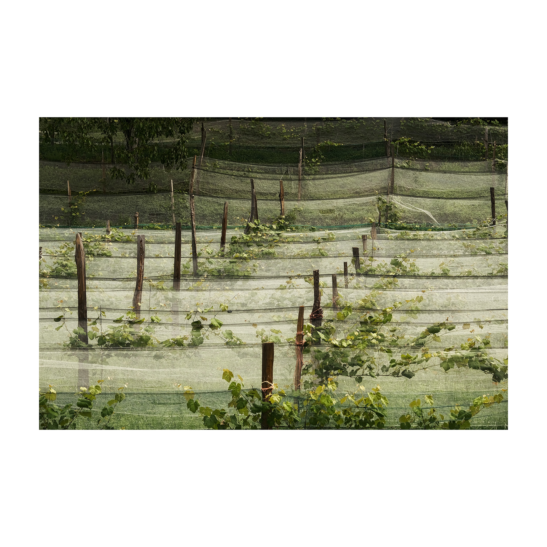 Dalla strada - Filari Mascherati