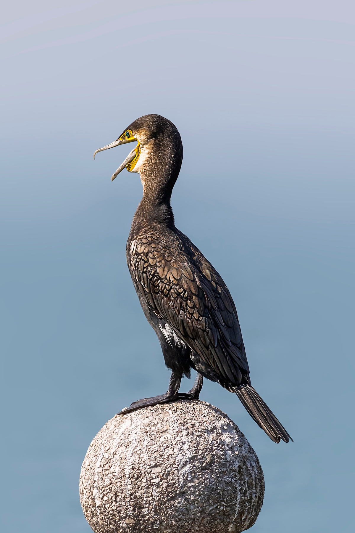 Cormorano