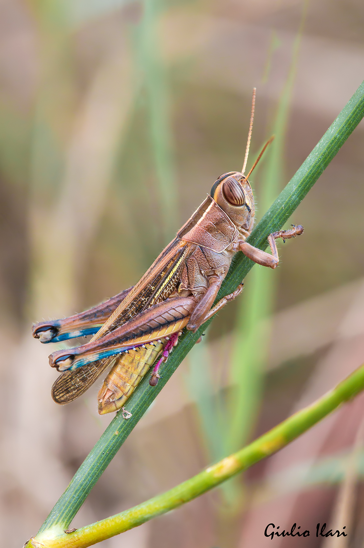 Eyprepocnemis plorans