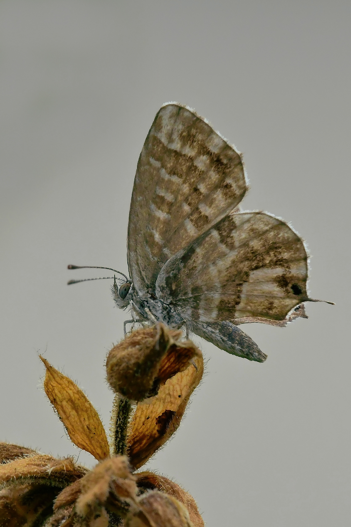 Cacyreus marshalli