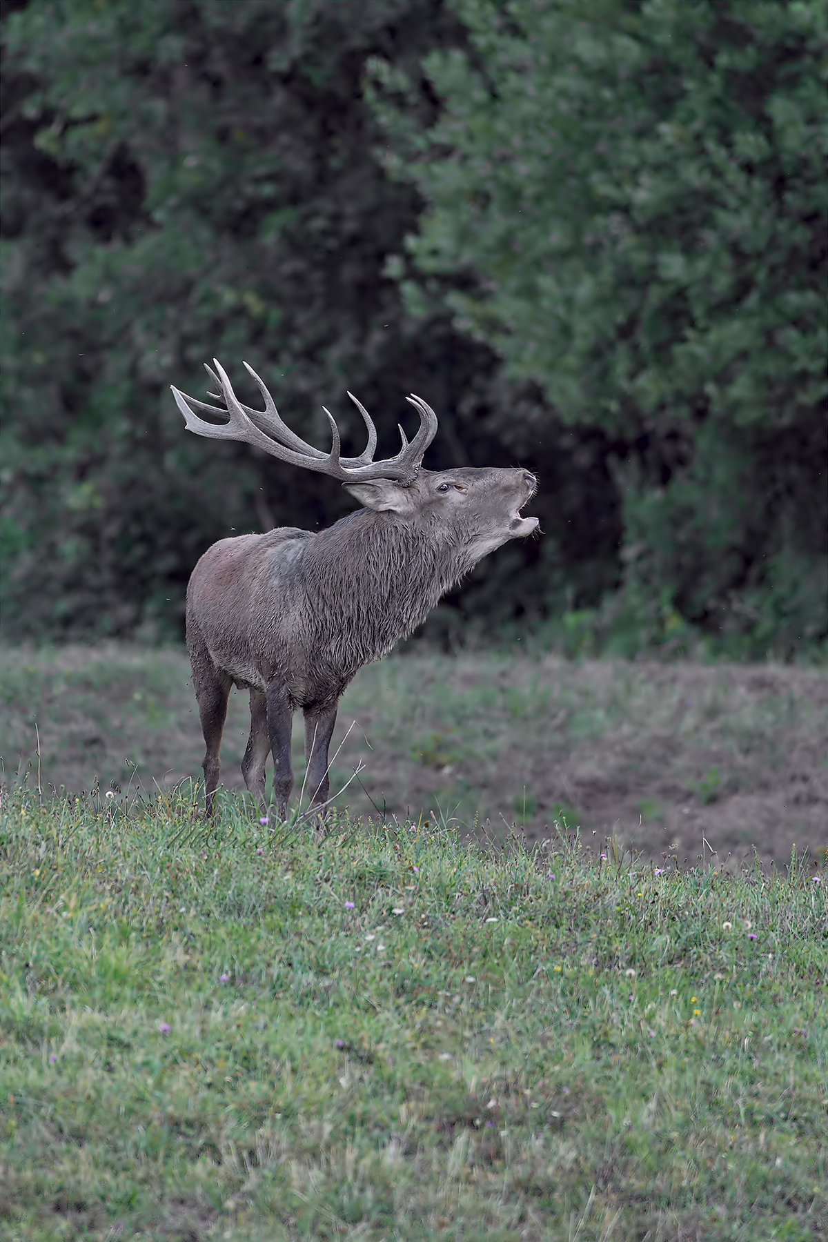 Cervo in bramito e le mosche.