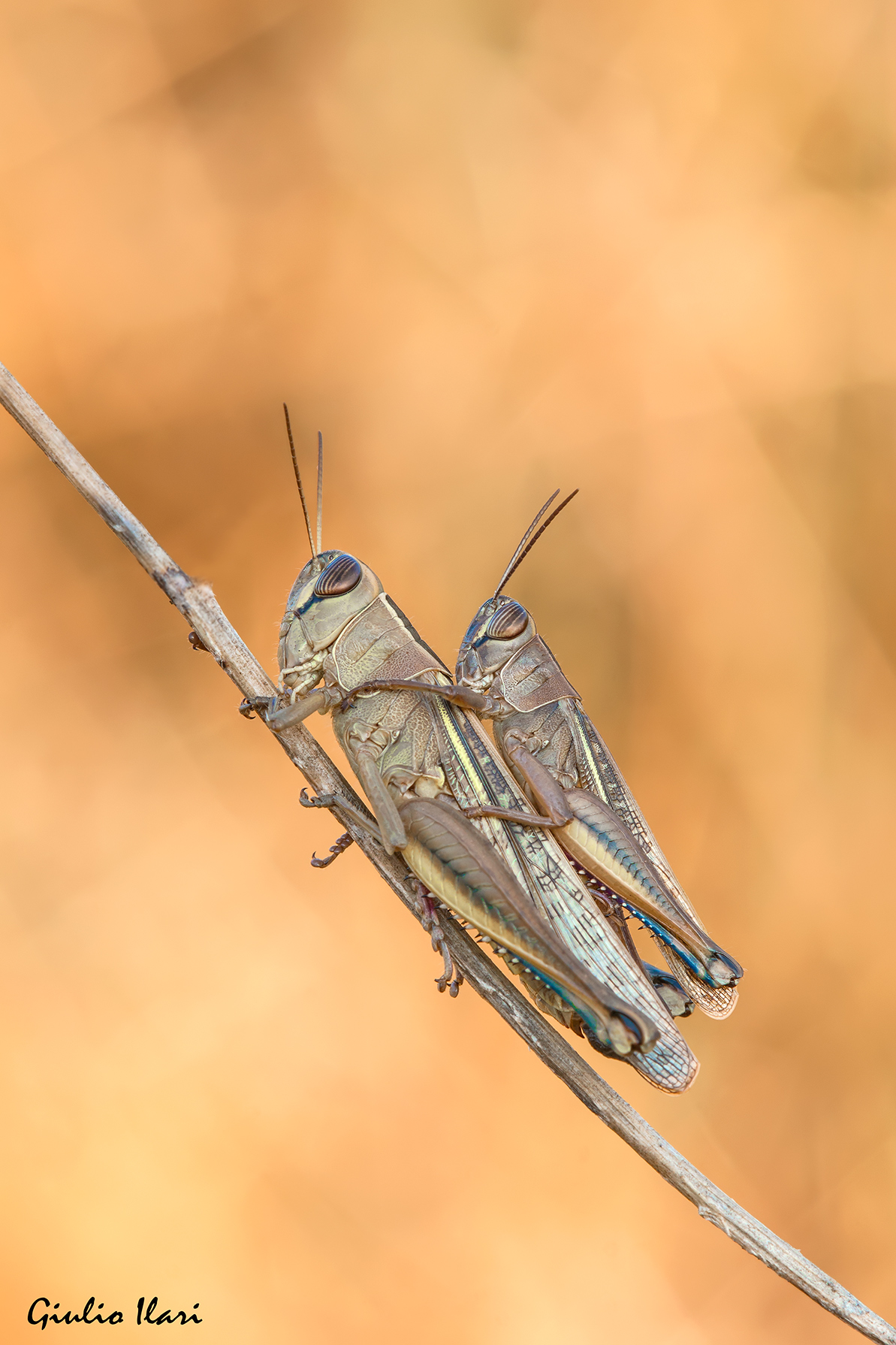 Eyprepocnemis plorans femmina e maschio