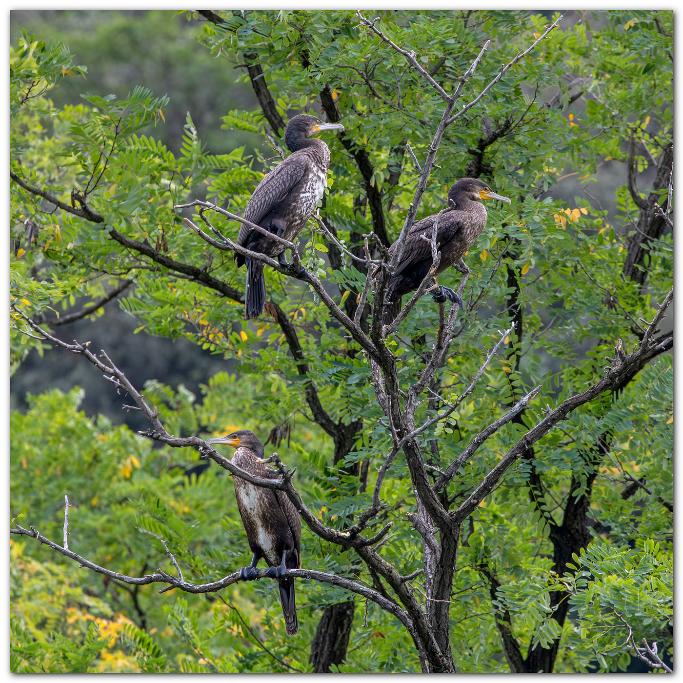 L'albero dei cormorani