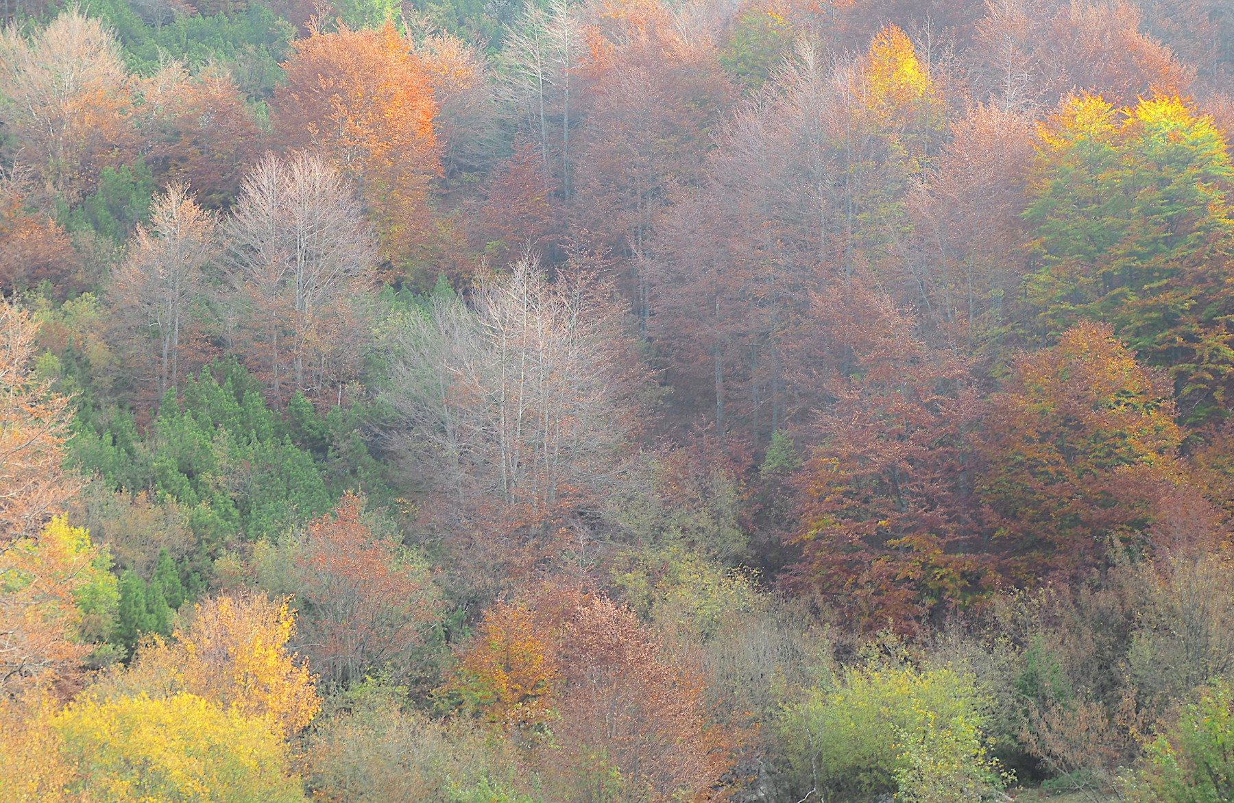 Bosco misto di ottobre